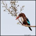 _9SB9077 white-throated kingfisher